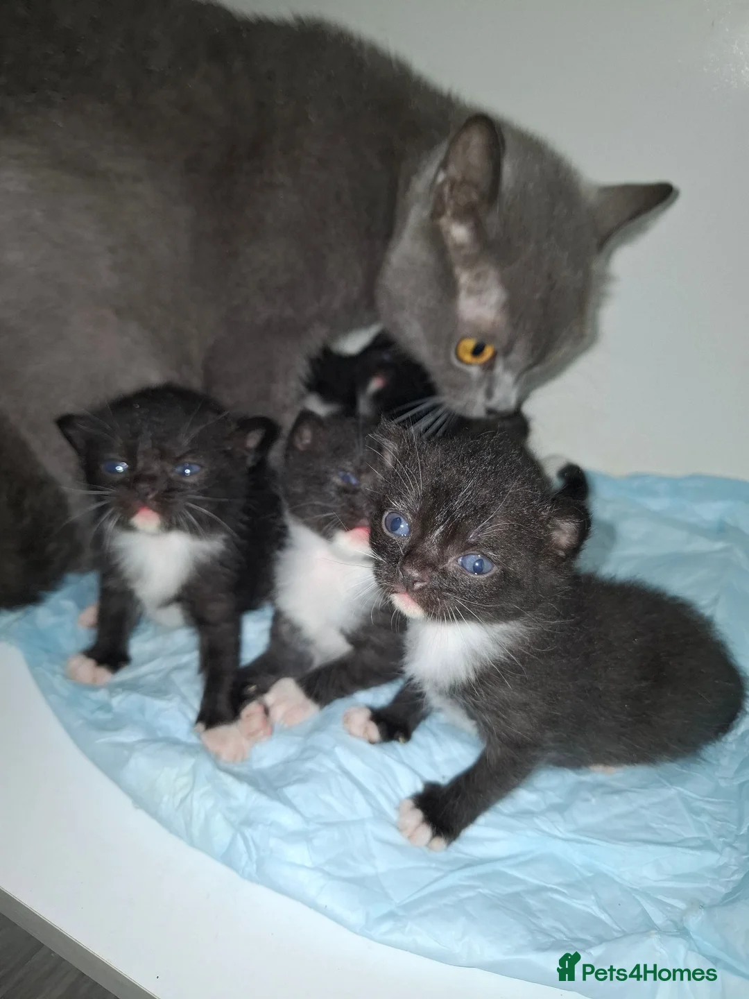 British Shorthair cats for sale: British Shorthair blue cross kittens - Advert 1