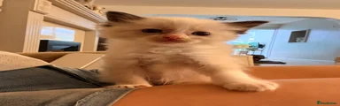 Ragdoll 6