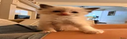 Ragdoll cats for sale: Beautiful Ragdoll kittens! in Fareham - Advert 30
