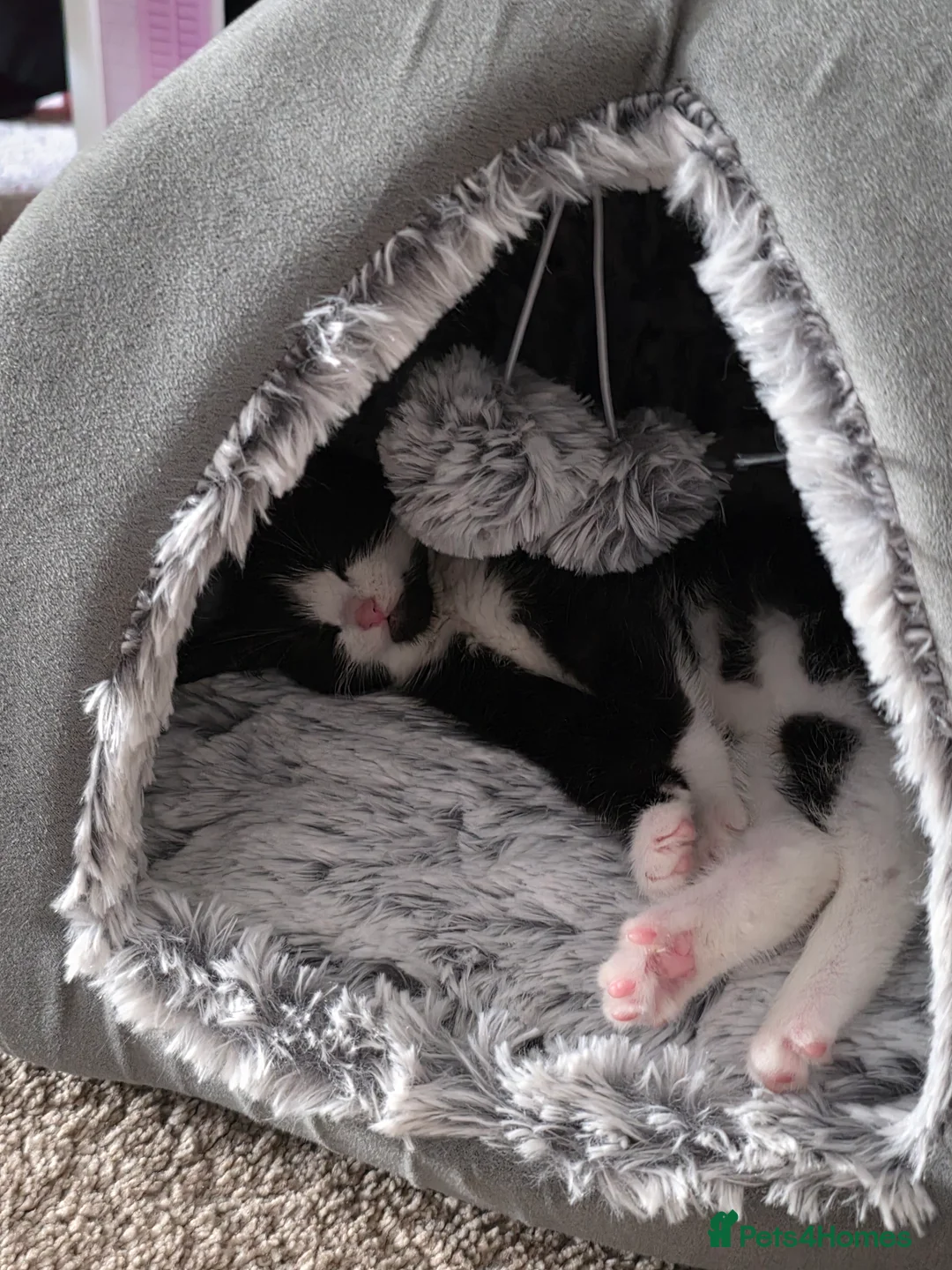 Mixed Breed cats for sale: Baby cat in Milton Keynes - Advert 3