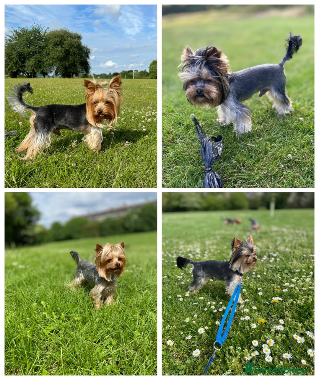 Yorkshire Terrier dogs for stud: Beautiful Yorkshire terrier  in Hornchurch - Advert 9
