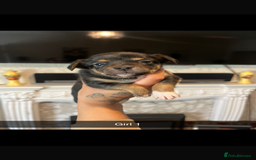 Chihuahua dogs for sale: Chihuahua puppys in Maidstone - Image 4