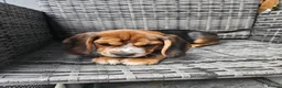 Bocker dogs for sale: Bocker puppies luking new home  in Boston - Advert 10