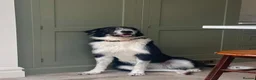 Mixed Breed dogs for adoption: Jessie desperately seeking her special person 💔 in Boston - Advert 9