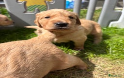 Golden Retriever dogs for sale: KC Registered Golden Retriever Puppies  - Image 11