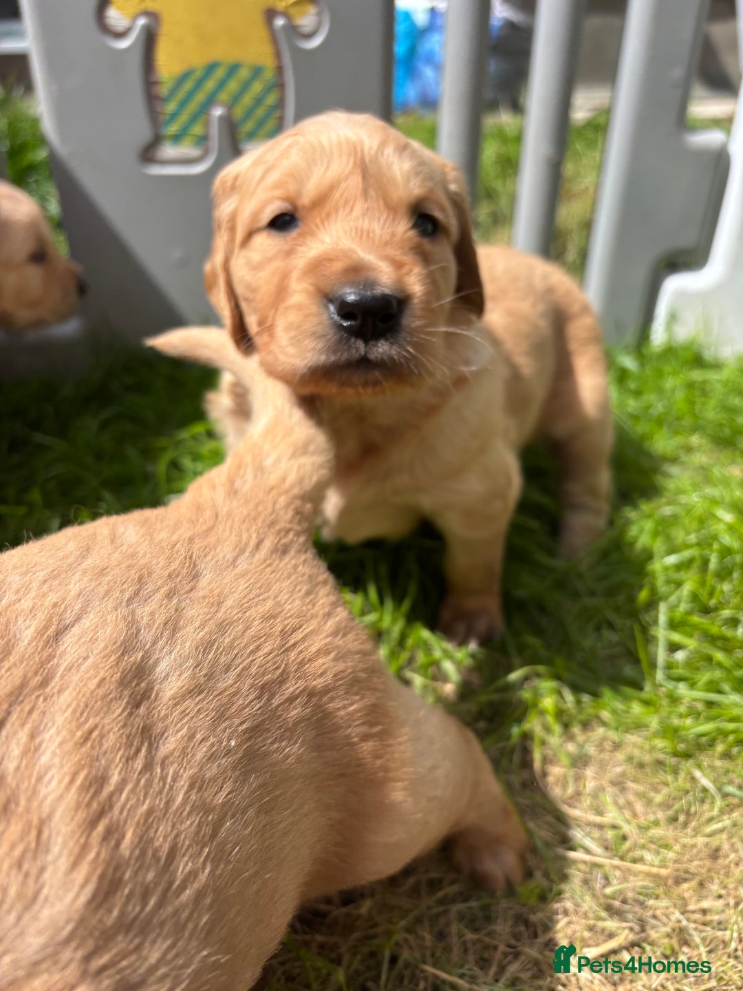 Golden Retriever dogs for sale: KC Registered Golden Retriever Puppies  - Image 11