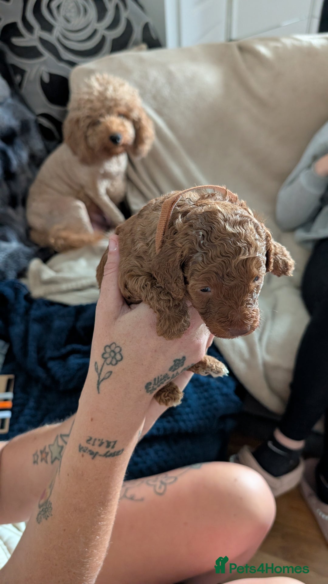 Cavapoo dogs for sale: Beautiful Cavapoo X toy poodle puppies  - Image 10