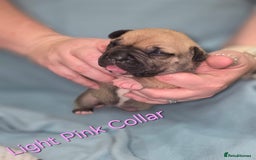 Mixed Breed dogs for sale: American french bully  - Image 8
