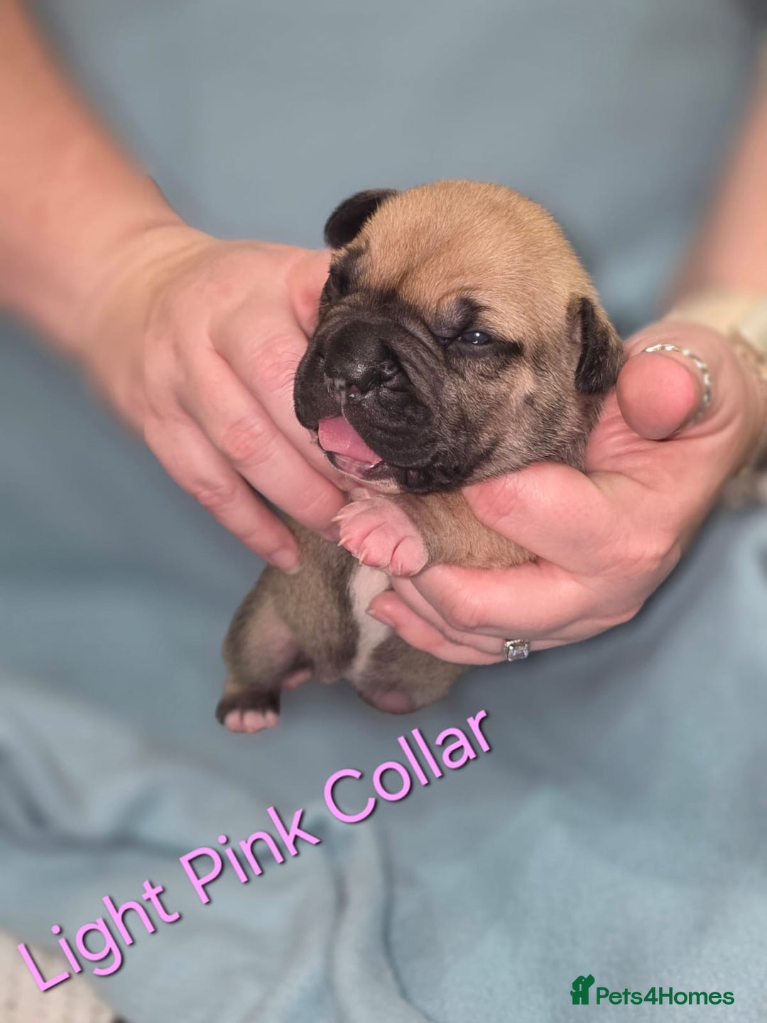 Mixed Breed dogs for sale: American french bully  - Image 8