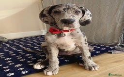 Great Dane dogs for sale: Great Dane Puppy For Rehoming - Image 1