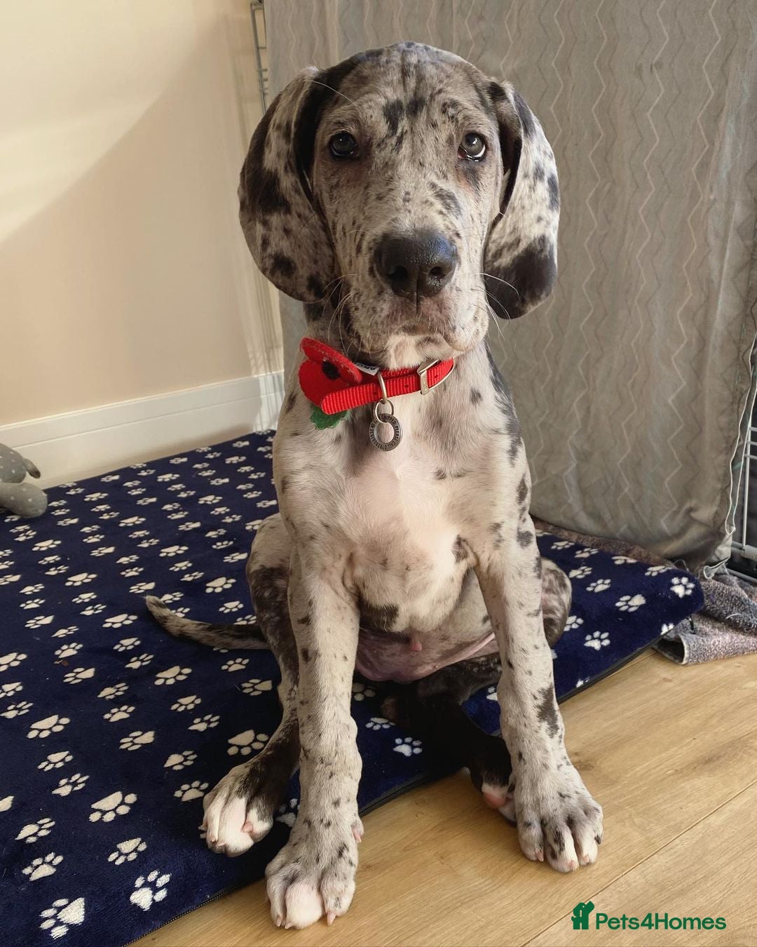 Great Dane dogs for sale: Great Dane Puppy For Rehoming - Image 1