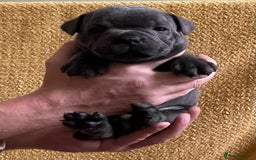 Staffordshire Bull Terrier dogs for sale: Beautiful Blue Champion Staffy Pups - Image 4