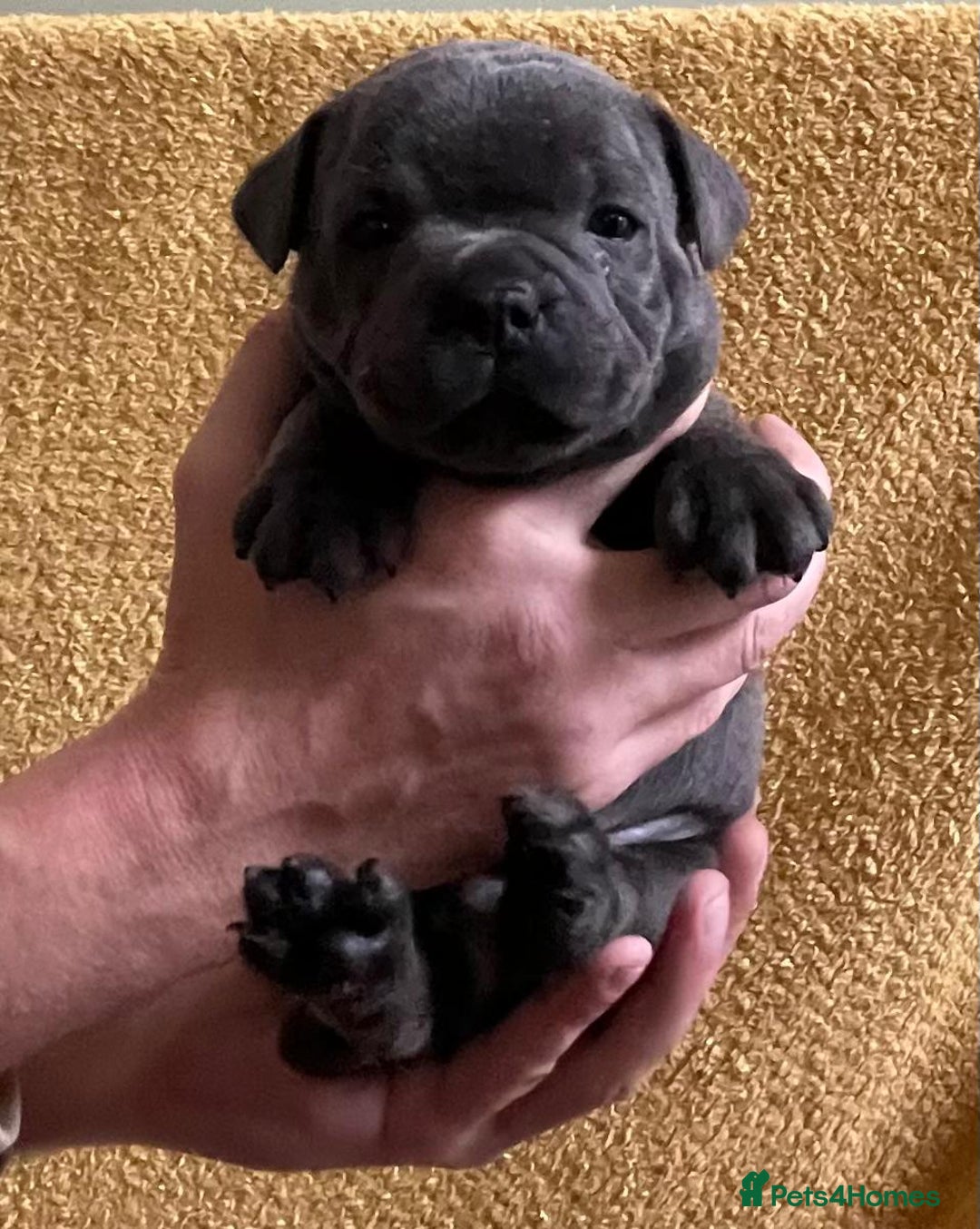 Staffordshire Bull Terrier dogs for sale: Beautiful Blue Champion Staffy Pups - Image 4