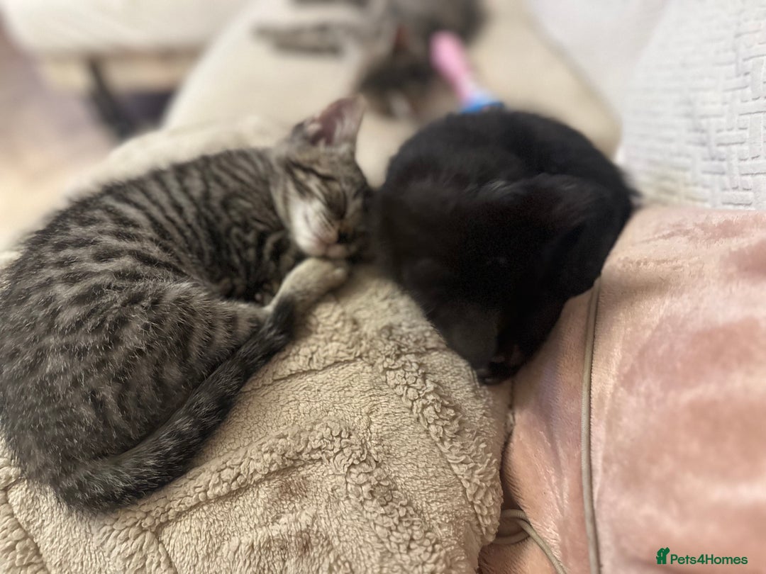 Mixed Breed cats for sale: Pretty little girls  - Image 14