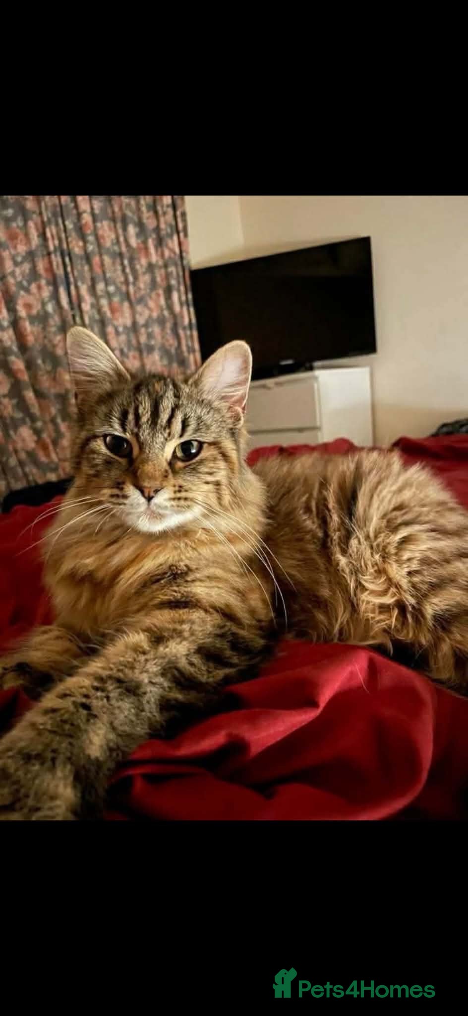 Mixed Breed cats 4 kittens looking for a forever home - Advert 1