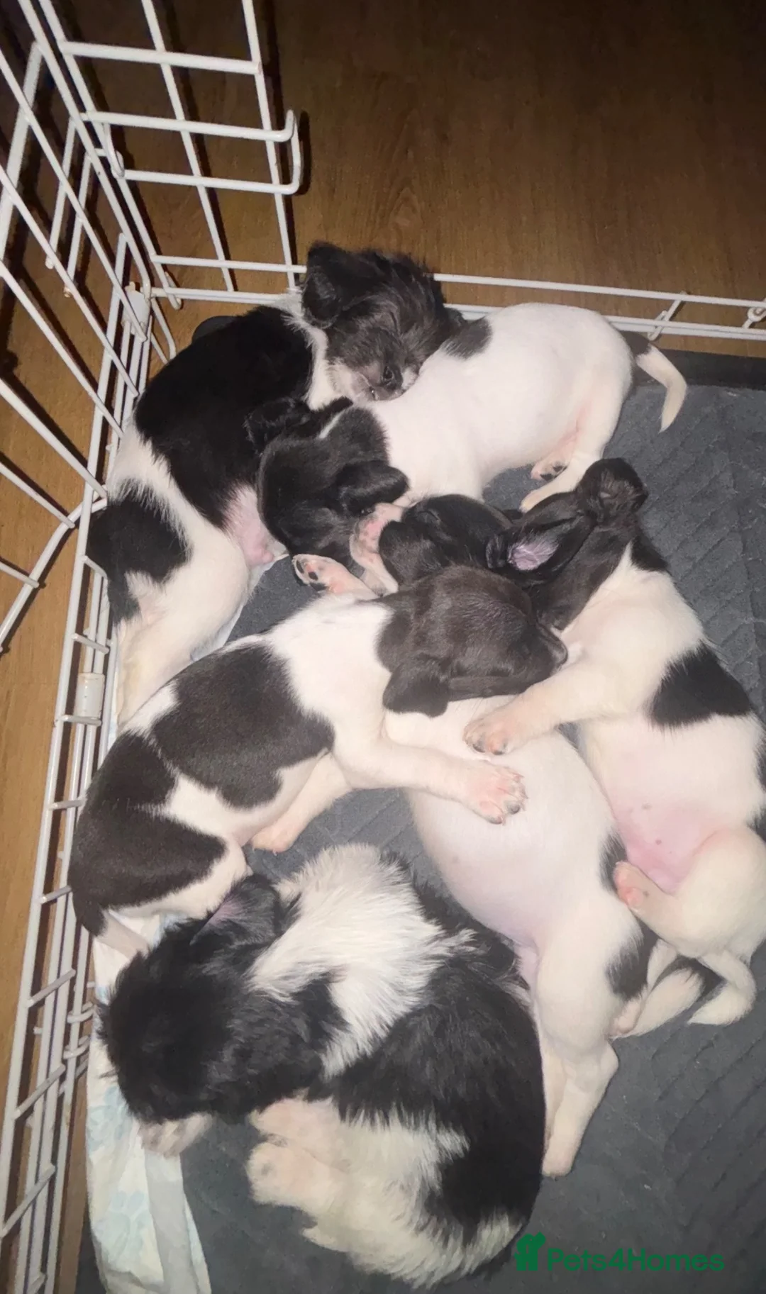 Sprocker dogs for sale: 7x Black and White Sprocker Spaniel pups in Hemel Hempstead - Advert 2