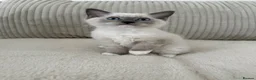 Ragdoll cats for sale: Pedigree ragdoll - Advert 24
