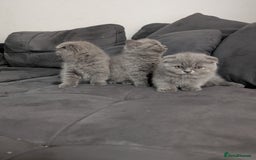 British Longhair cats for sale: British shorthair - Image 15