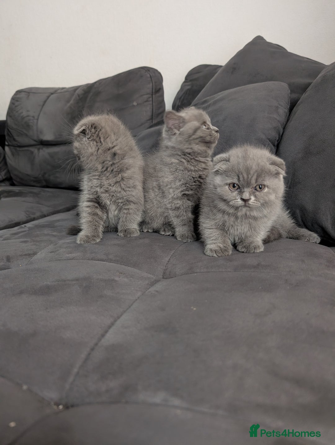 British Longhair cats for sale: British shorthair - Image 15