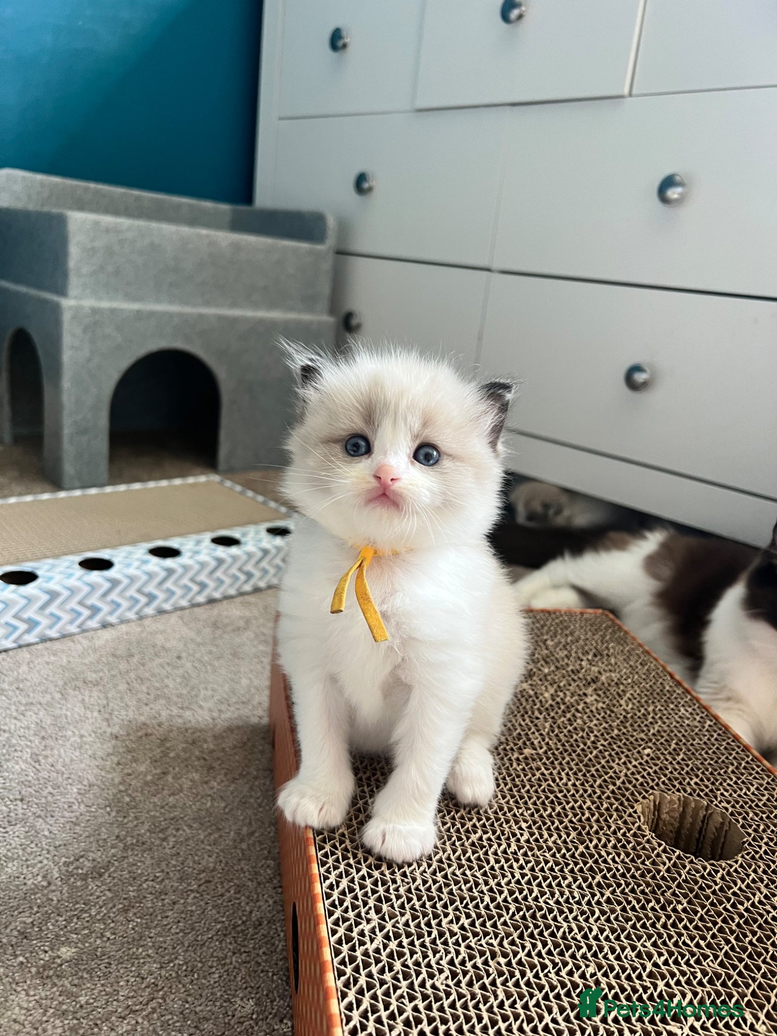Ragdoll cats CollieKiss Ragdolls – Beautiful TICA Registered - Advert 2