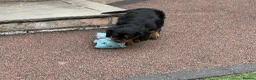 Cavalier King Charles Spaniel dogs for sale: Stunning health tested KC cavalier puppies - Advert 15