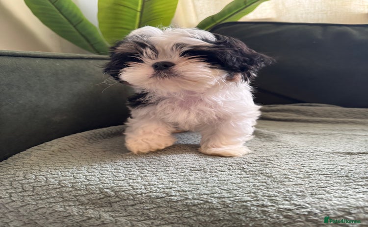 Shih Tzu dogs - Advert 9