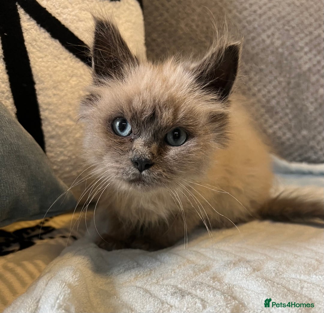 Ragdoll cats for sale: Blue point Ragdoll Male Kitten - Advert 5