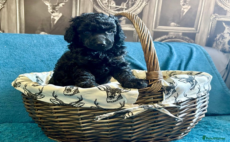 Miniature Poodle dogs - Advert 14