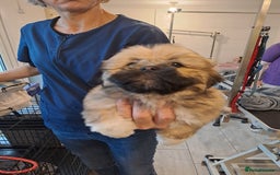 Lhasa Apso dogs for sale: Lhasa Apso Puppies - Advert 8