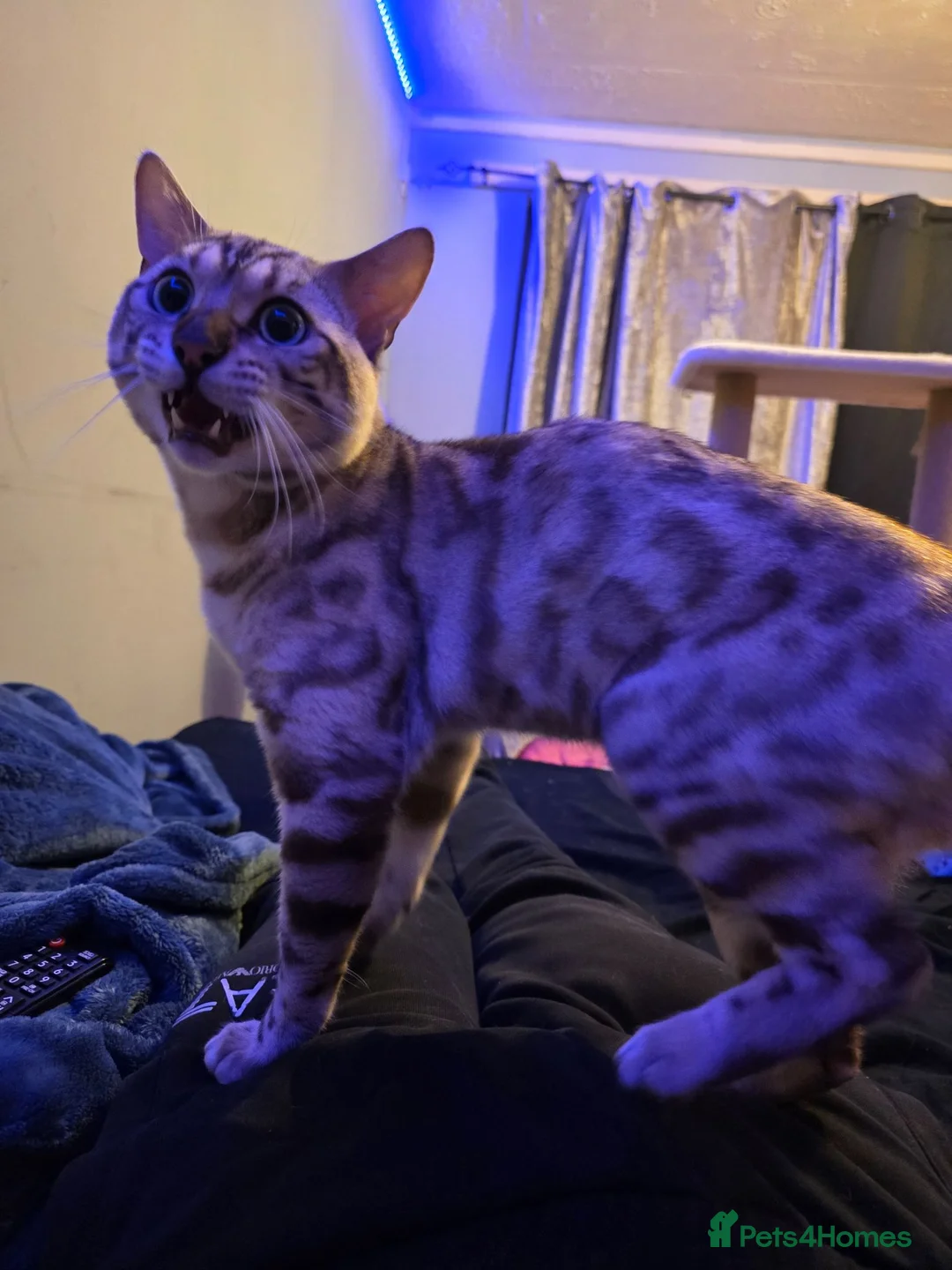 Bengal cats for stud:  Beautiful Snow Bengal called Snow - Advert 8