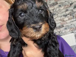 Mixed Breed dogs Toy poodle Cockapoos Top quality - Advert 9
