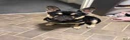 Frug dogs for sale: Buddy is looking for a new home - Advert 2