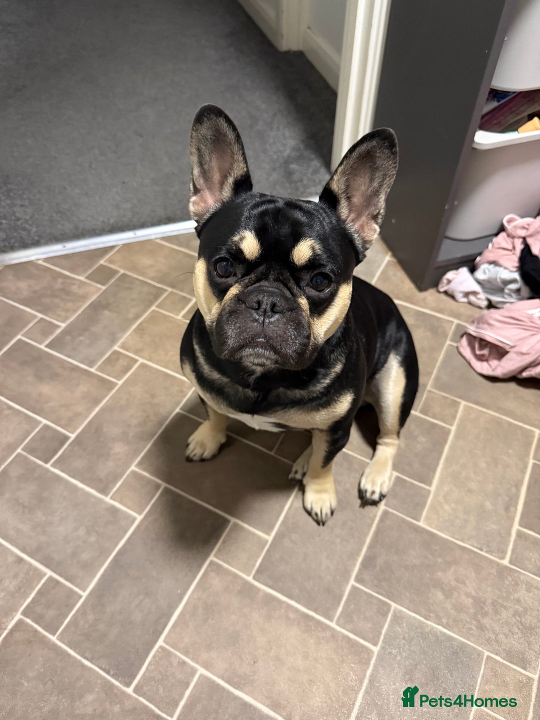 Frug dogs for sale: Buddy is looking for a new home - Advert 2