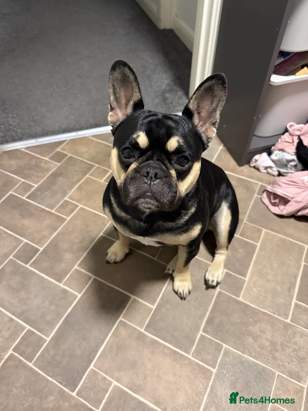 Frug dogs for sale: Buddy is looking for a new home - Advert 2
