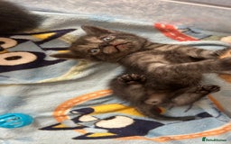 British Shorthair cats for sale: British Shorthair Cross Kittens  - Image 12