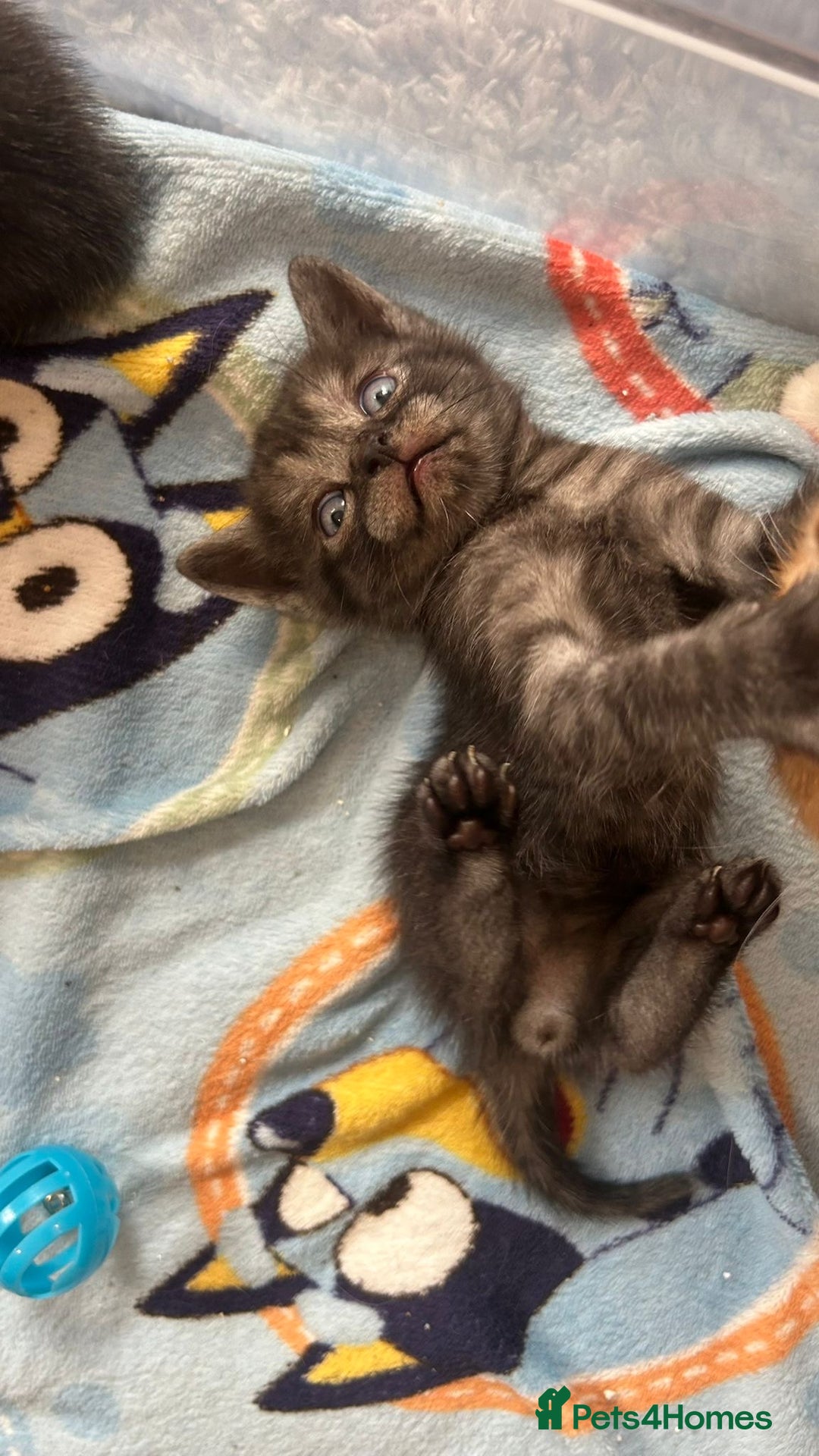British Shorthair cats for sale: British Shorthair Cross Kittens  - Image 12