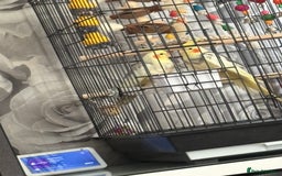 Cockatiels birds for sale: Male and female cockatiels  - Image 1