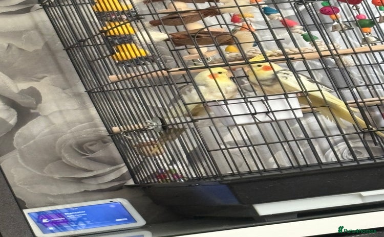 Cockatiels birds - Advert 2
