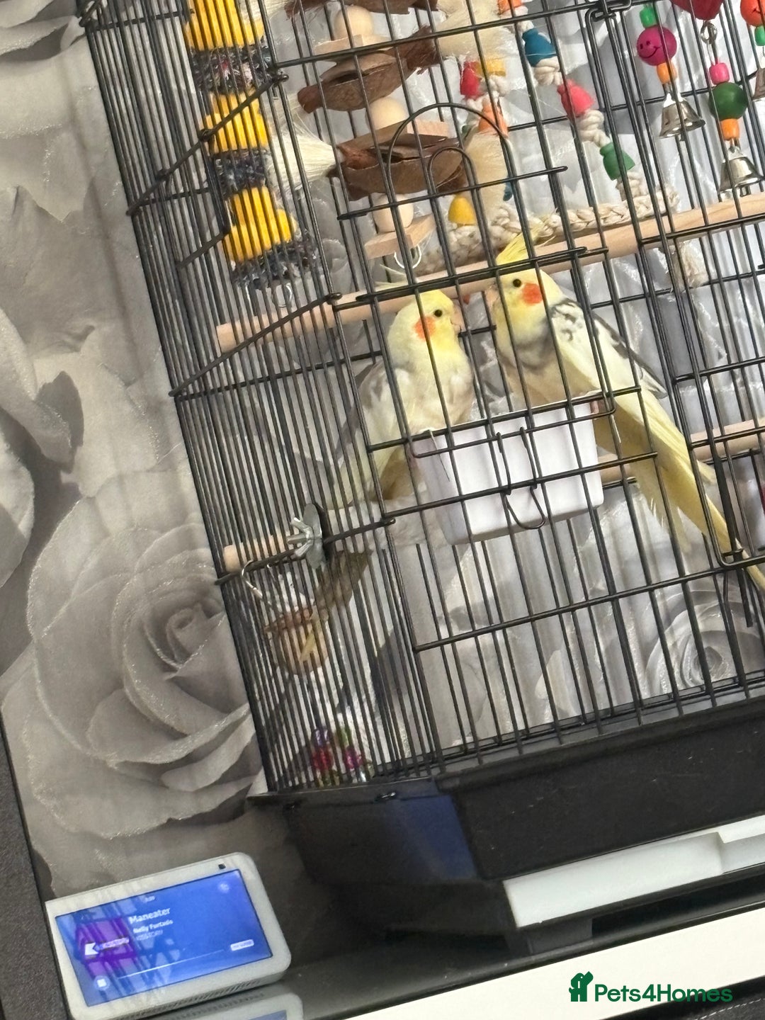 Cockatiels birds for sale: Male and female cockatiels  - Image 1