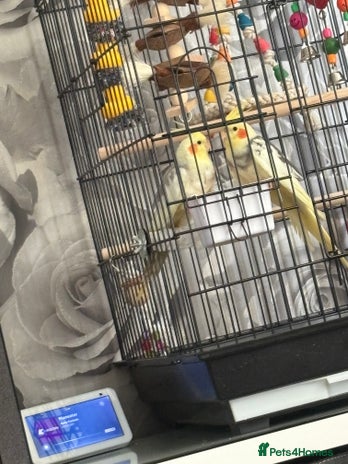 Cockatiels birds - Advert 2