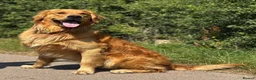 Golden Retriever dogs for stud: PROVEN Big Boned KC Golden Retriever STUD 💫 - Advert 7