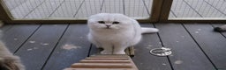 Scottish Fold cats for sale: Beautiful Scottish Fold Male Kittens  - Advert 5