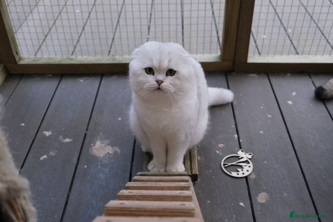 Scottish Fold cats for sale: Beautiful Scottish Fold Male Kittens  - Advert 5