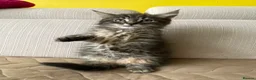Maine Coon cats for sale: Three adorable Maine Coon Kittens For Sale  - Advert 27
