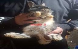Mixed Breed rabbits for sale: 10 mixed breed rabbits  - Advert 22