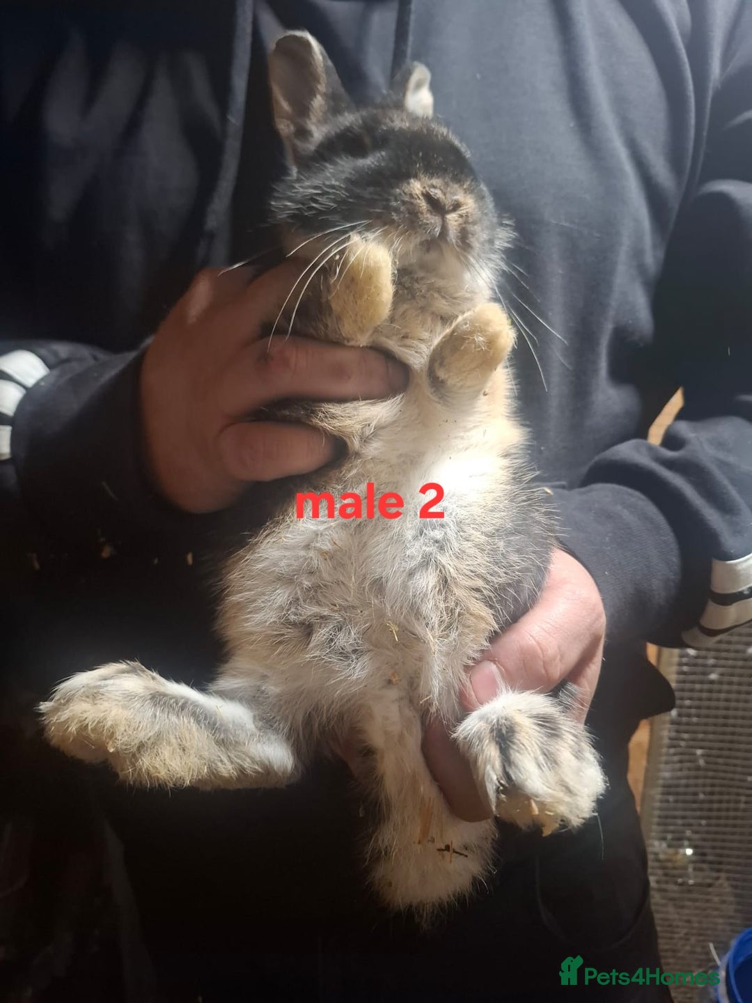 Mixed Breed rabbits for sale: 10 mixed breed rabbits  - Advert 22