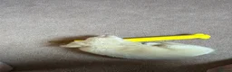 Miniature Dachshund dogs for sale: Dachshund miniature cream long hair  - Advert 4