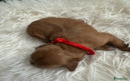 Mixed Breed dogs for sale: Cavapoochon Puppies  - Image 2