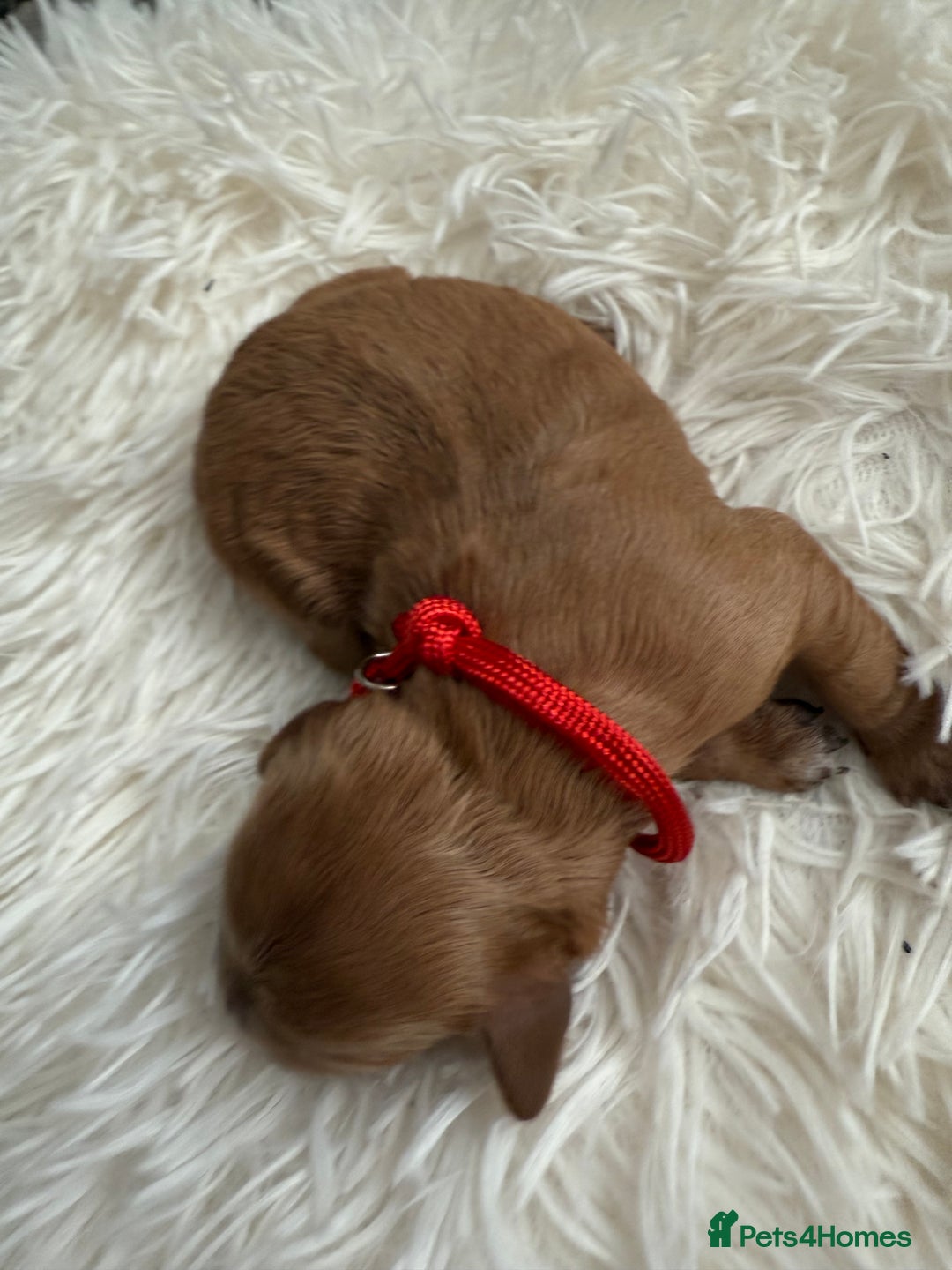 Mixed Breed dogs for sale: Cavapoochon Puppies  - Image 2