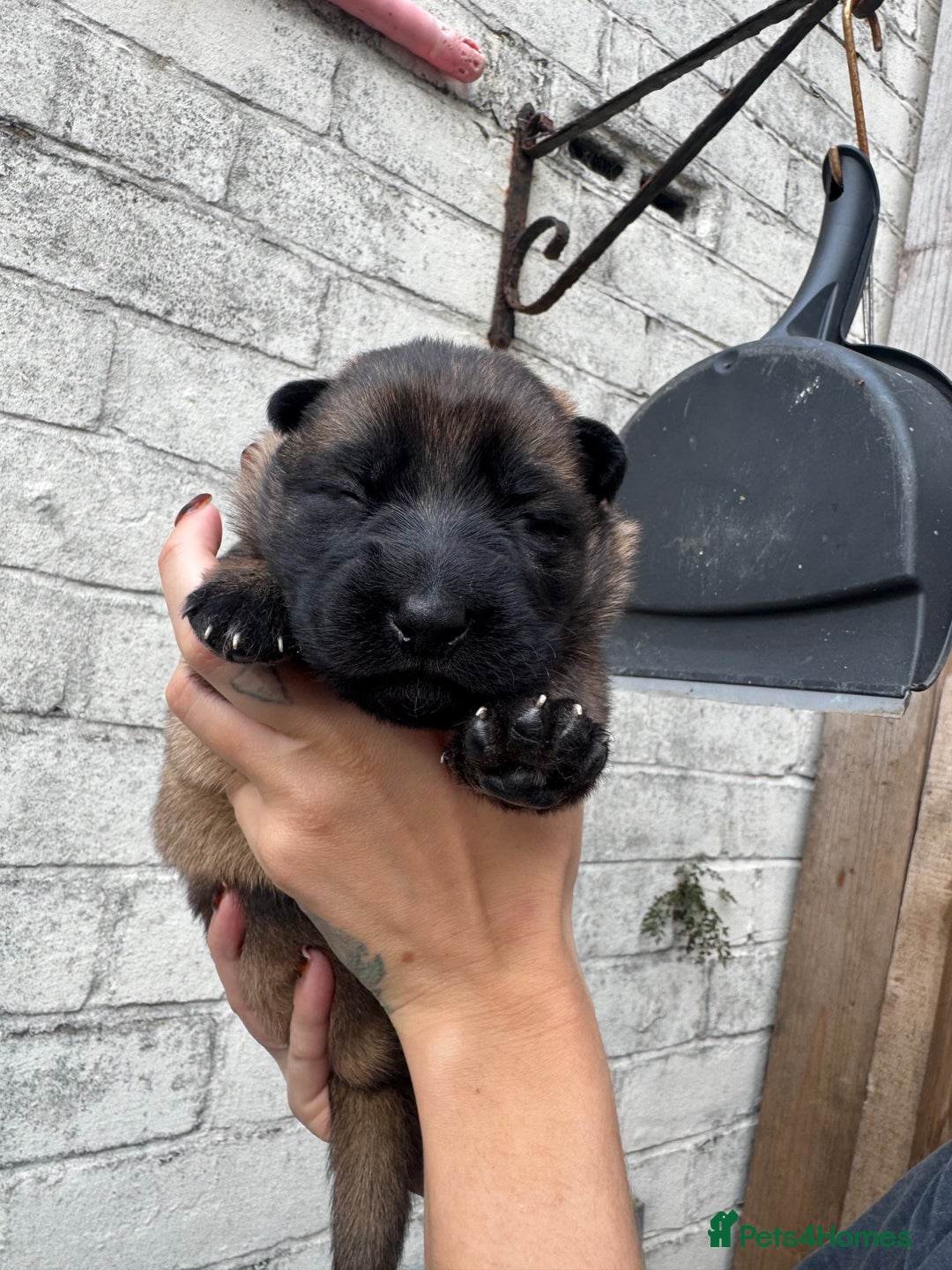 German Shepherd dogs for sale: Working line German shepherd  - Image 3